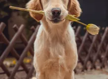 Celebrate Your Lover's Birthday with Joyful Surprises!