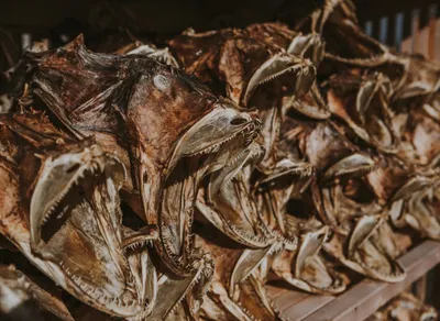 Surprise your Love on their Special Day - Happy Birthday Celebration Ideas!