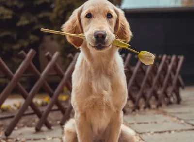 Celebrate Your Lover's Birthday with Joyful Surprises!